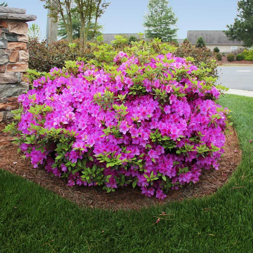 Autumn Royalty® Encore® Azalea 2 Autumn Royalty® Encore® Azalea - Image 2