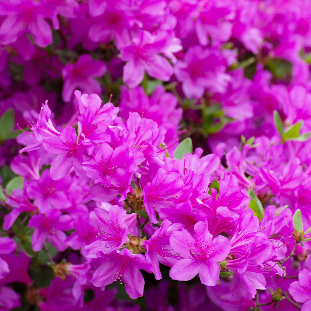 Autumn Royalty® Encore® Azalea 3 Autumn Royalty® Encore® Azalea - Image 3