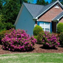 Autumn Royalty® Encore® Azalea 7 Autumn Royalty® Encore® Azalea -Evergreen Store Autumn Royalty Encore Azalea 5