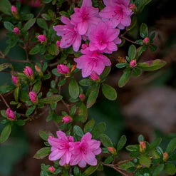Karen Azalea Shrub -Evergreen Store Azalea Karen 1