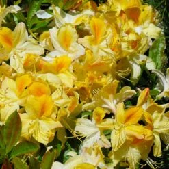 Lemon Lights Azalea Shrub 6 Lemon Lights Azalea Shrub -Evergreen Store Azalea Lemon lights 1