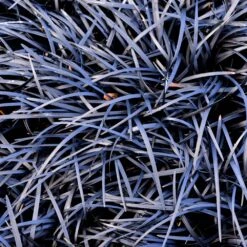 Black Mondo Grass -Evergreen Store BLack Mondo Grass 1 FGT