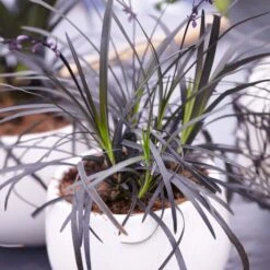 Black Mondo Grass -Evergreen Store BLack Mondo Grass 4 FGT