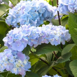 Blue Enchantress® Hydrangea -Evergreen Store BLue Enchantress Hydrangea 1 BB
