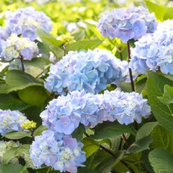 Blue Enchantress® Hydrangea -Evergreen Store BLue Enchantress Hydrangea 2 FGT