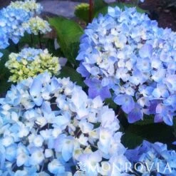 Blue Enchantress® Hydrangea -Evergreen Store BLue Enchantress Hydrangea 4 FGT
