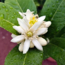 Buddha's Hand Citron Tree -Evergreen Store BUddhas Hand Citrus 4 b5693898 6a3b 4724 b4fc 03ef34337a89