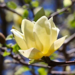 Magnolia 'Butterflies' Tree -Evergreen Store BUtterflies Magnolia 3 FGT