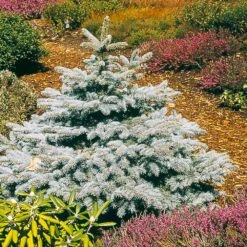 Baby Blue Spruce Tree -Evergreen Store Baby Blue 2