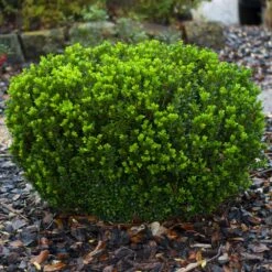 Baby Gem™ Boxwood Shrub -Evergreen Store Baby Gem 1
