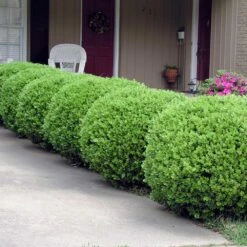 Baby Gem™ Boxwood Shrub -Evergreen Store Baby Gem 2
