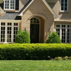 Baby Gem™ Boxwood Shrub -Evergreen Store Baby Gem 4