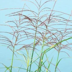 Miscanthus Bandwidth (Chinese Silver Grass) 8 Miscanthus Bandwidth (Chinese Silver Grass) -Evergreen Store Bandwidth Maiden Grass 2