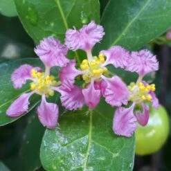 Barbados 'Acerola' Cherry -Evergreen Store Barbadoes Cherry 1