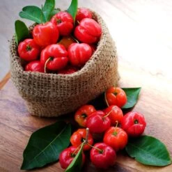 Barbados 'Acerola' Cherry -Evergreen Store Barbadoes Cherry 4 FGT