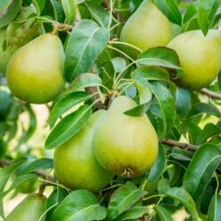 5-in-1 Pear Surprise Tree -Evergreen Store Bartlett Pear 3 BB
