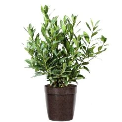 Bay Laurel -Evergreen Store Bay Laurel 3G Delilah Brown pot