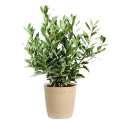 Bay Laurel -Evergreen Store Bay Laurel 3G Delilah Tan pot