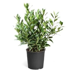 Bay Laurel -Evergreen Store Bay Laurel 3G standard pot