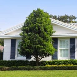 Bay Laurel -Evergreen Store Bay Laurel Shrub FGT 4 4fc2d6b2 8cf4 4dcb 83d8 7a36a4f2402f