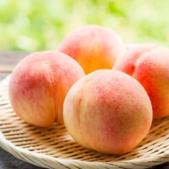 Belle Of Georgia Peach Tree (USDA Organic) -Evergreen Store Belle of Georgia 1
