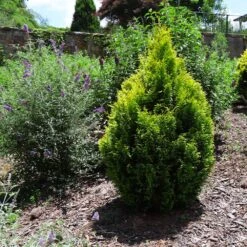 Berckman's Gold Arborvitae -Evergreen Store Berckmans Arborvitae 1 FGT