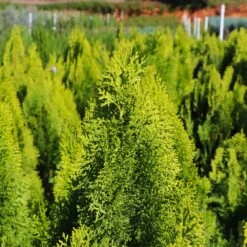 Berckman's Gold Arborvitae -Evergreen Store Berckmans Arborvitae 8