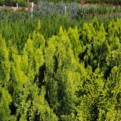 Berckman's Gold Arborvitae -Evergreen Store Berckmans Arborvitae 9