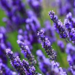 Big Time Blue Lavender -Evergreen Store Big Time Blue Lavender 450 D2