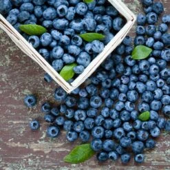 Biloxi Blueberry Bush -Evergreen Store Biloxi Blueberry 1