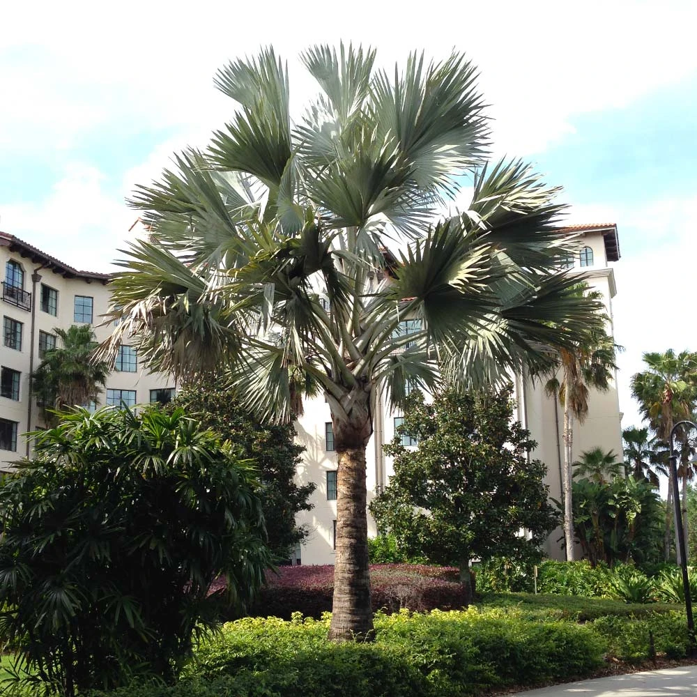 Bismarck Palm Tree 3 Bismarck Palm Tree - Image 3