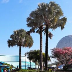 Bismarck Palm Tree 9 Bismarck Palm Tree -Evergreen Store Bismark palm 7