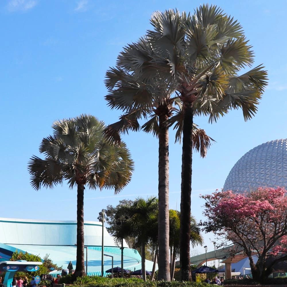 Bismarck Palm Tree 5 Bismarck Palm Tree - Image 5