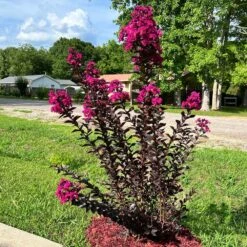 Black Diamond® Crape Myrtle - Mystic Magenta™ 7 Black Diamond® Crape Myrtle - Mystic Magenta™ -Evergreen Store Black Diamon Magestic magenta Crape Myrtle31