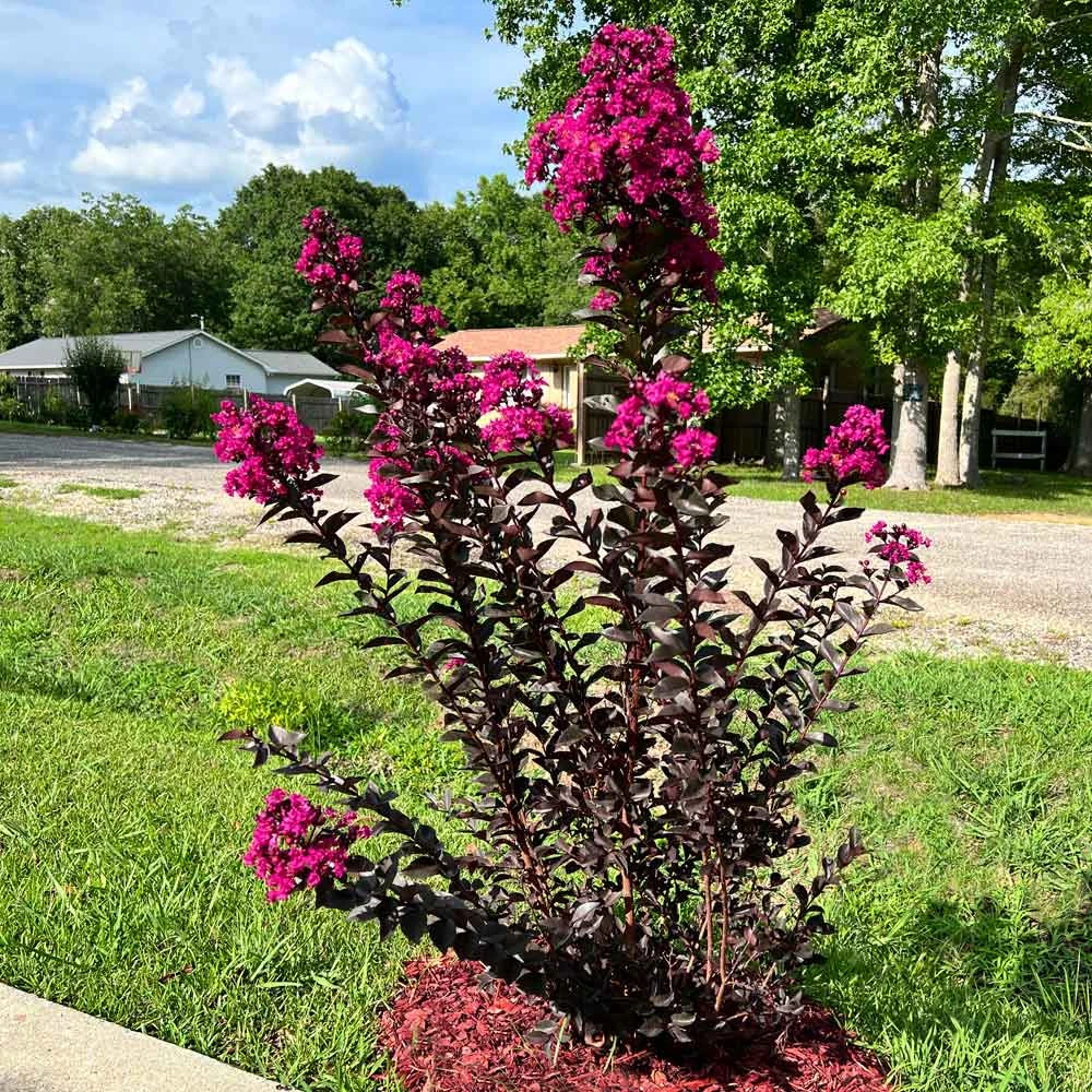 Black Diamond® Crape Myrtle - Mystic Magenta™ 4 Black Diamond® Crape Myrtle - Mystic Magenta™ - Image 4