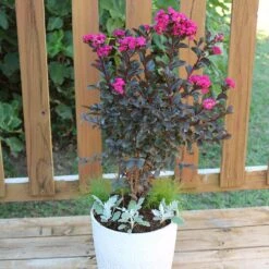 Black Diamond® Crape Myrtle - Mystic Magenta™ 6 Black Diamond® Crape Myrtle - Mystic Magenta™ -Evergreen Store Black Diamon Magestic magenta Crape Myrtle 1