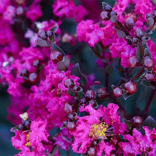 Black Diamond® Crape Myrtle - Mystic Magenta™ 1 Black Diamond® Crape Myrtle - Mystic Magenta™