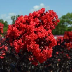 Black Diamond® Crape Myrtle - Best Red™ -Evergreen Store Black Diamond Crape Myrtle 3 FGT