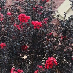 Black Diamond® Crape Myrtle - Best Red™ -Evergreen Store Black Diamond Crape Myrtle 6 FGT