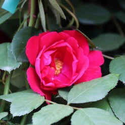 Blaze Improved Climbing Rose -Evergreen Store Blaze Improved Rose 3 FGT