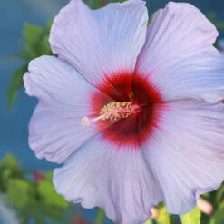 Summer Spice® Hardy Hibiscus Bleu Brulee™ -Evergreen Store Bleu Brulee Hibiscus 1