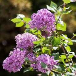 Bloomerang® Lilac Shrub -Evergreen Store Bloomerang Lilac Shrub 2