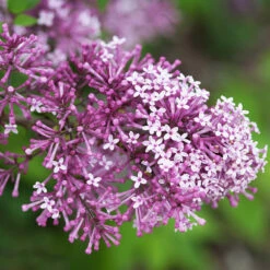 Bloomerang® Lilac Tree -Evergreen Store Bloomerang Lilac Shrub 5 FGT 0736f998 d271 49c8 b6f9 c5a804ca9df7