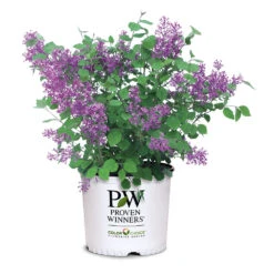 Bloomerang® Lilac Shrub -Evergreen Store Bloomerang Lilac Shrub 7 3G