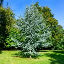 Blue Atlas Cedar Tree 5 Blue Atlas Cedar Tree -Evergreen Store Blue Atlas Cedar 2