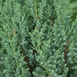 Blue Point Juniper 7 Blue Point Juniper -Evergreen Store Blue Point Juniper 3