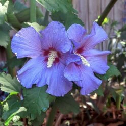 Azurri Blue Satin® Rose Of Sharon Althea Tree -Evergreen Store Blue Satin Rose Of Sharon Tree 2