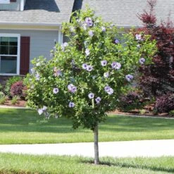 Azurri Blue Satin® Rose Of Sharon Althea Tree -Evergreen Store Blue Satin Rose Of Sharon Tree 3