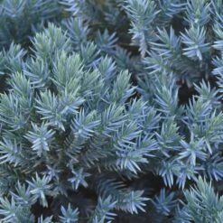 Blue Star Juniper Shrub 7 Blue Star Juniper Shrub -Evergreen Store Blue Star Juniper 2