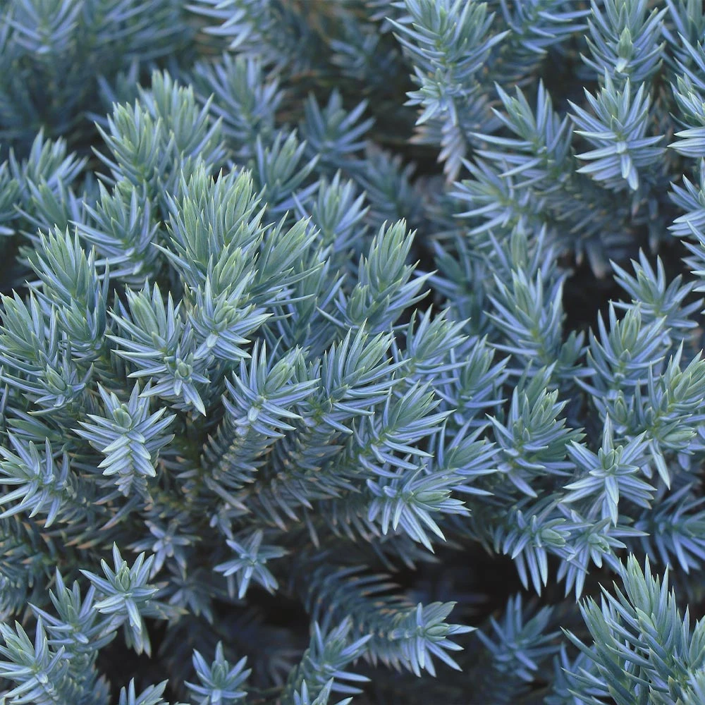 Blue Star Juniper Shrub 3 Blue Star Juniper Shrub - Image 3